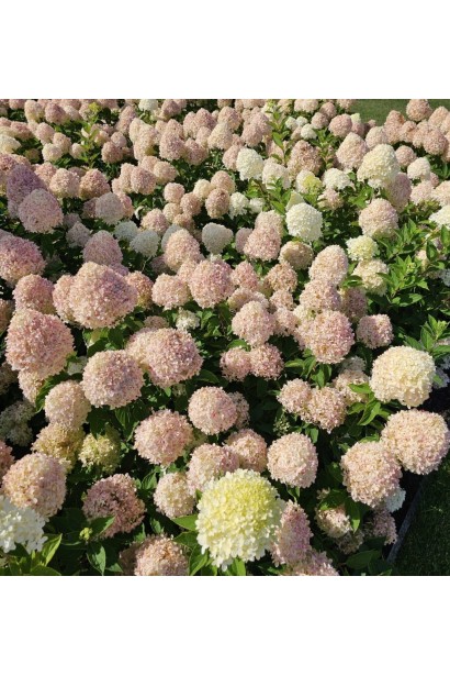 Гортензія волотиста ’Лівінг Коттон Крем’